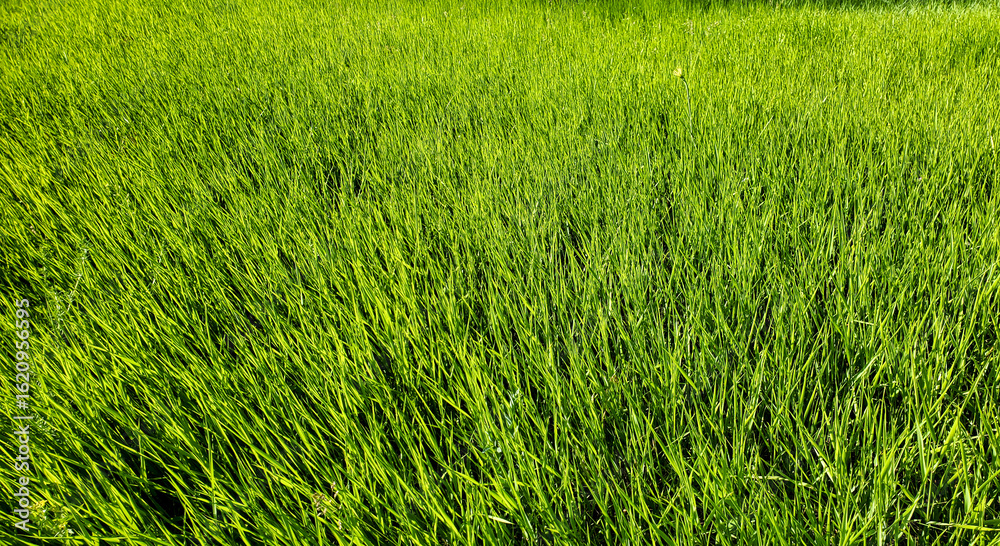 Obraz premium green grass background