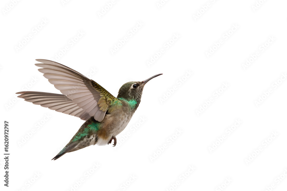 Obraz premium A beautiful colorful hummingbird flying with its wings spread wide, isolated on a clean white background. Side view of a hovering avian creature.