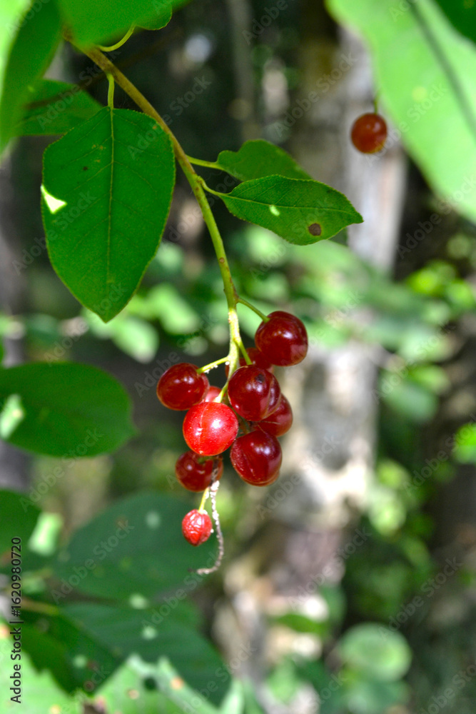 Obraz premium red berries of red Virgin cherry (Prunus virginiana)