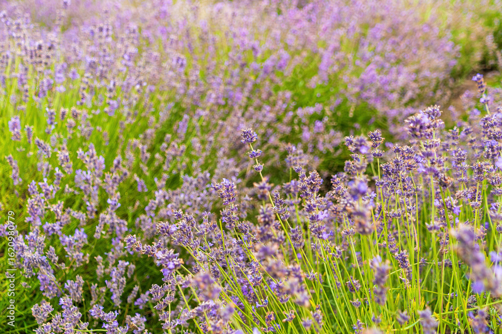 Obraz premium Vibrant lavender field in full bloom on a sunny day
