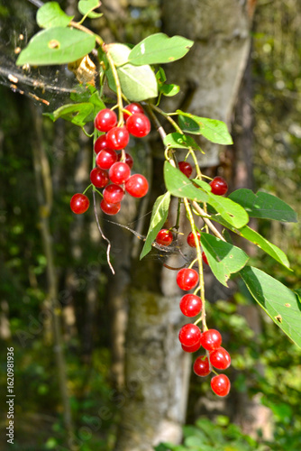 red berries of red Virgin cherry (Prunus virginiana)