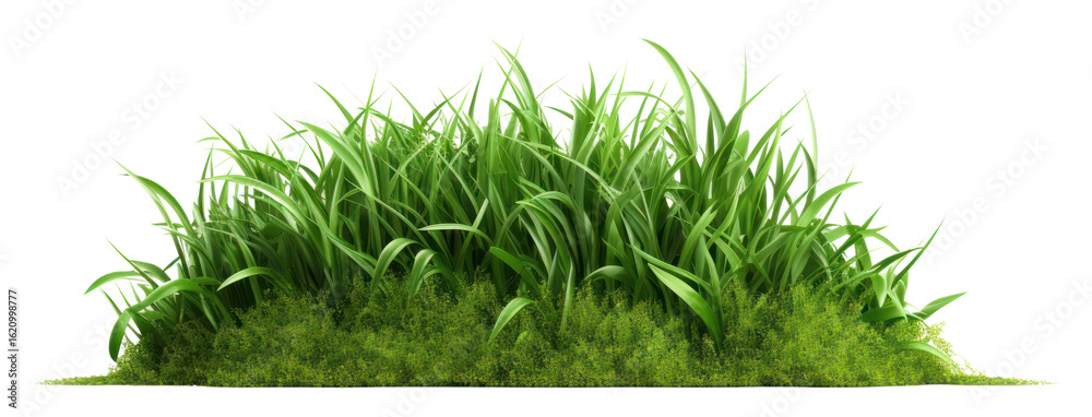 Fototapeta premium PNG Green grass green plant lawn.