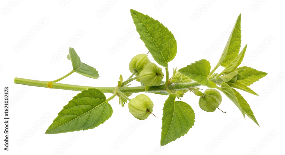 Naklejka premium Isolated Tomatillo