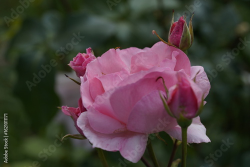 quantum Cambridge valentine roses on different scales and with macro photography