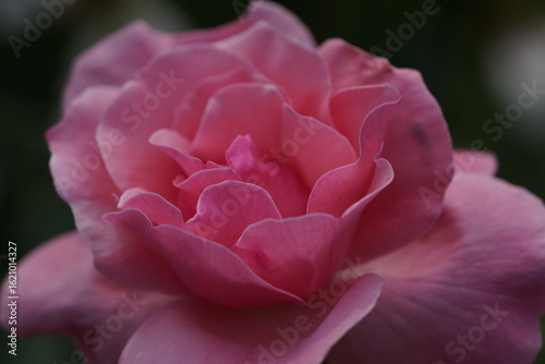 quantum Cambridge valentine roses on different scales and with macro photography
