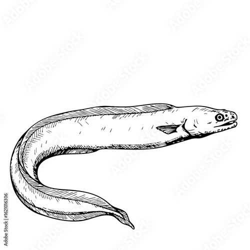 Vintage sketch of an eel with detailed anatomy and features  