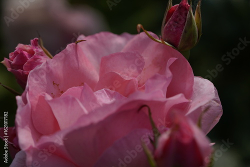 quantum Cambridge valentine roses on different scales and with macro photography