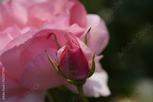 quantum Cambridge valentine roses on different scales and with macro photography