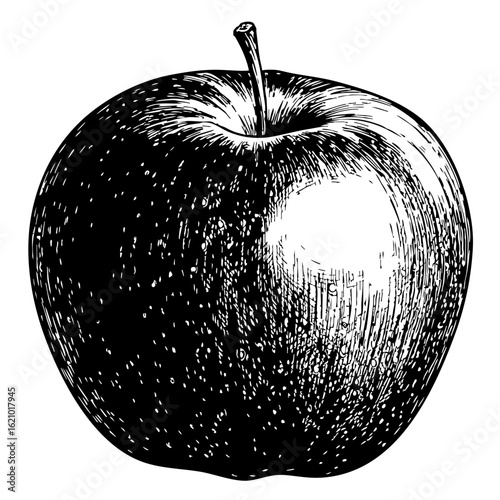 Vintage sketch of an apple in detailed black and white illustration  