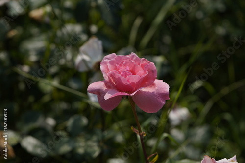 quantum Cambridge valentine roses on different scales and with macro photography