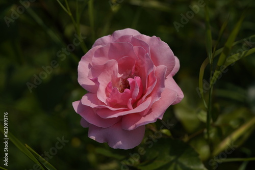 quantum Cambridge valentine roses on different scales and with macro photography