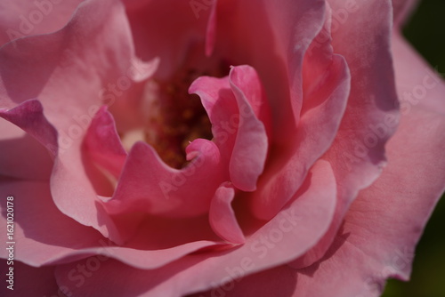 quantum Cambridge valentine roses on different scales and with macro photography