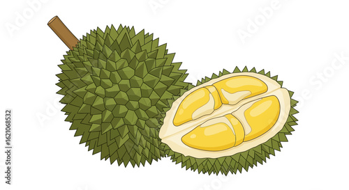A detailed vector illustration of a whole durian and a cross-section showing its yellow pulp, isolated on a white background