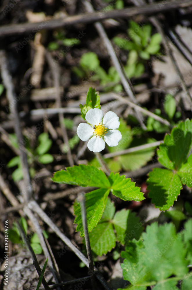 Strawberry flowers Strawberry flowers
