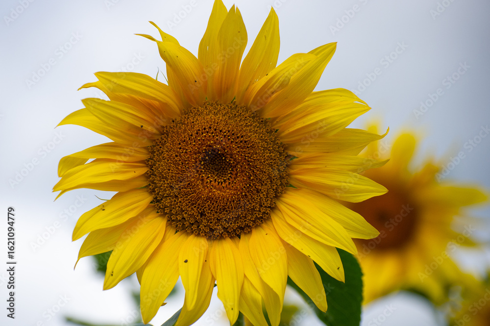 Obraz premium A single sunflower bursts into full bloom in vivid detail