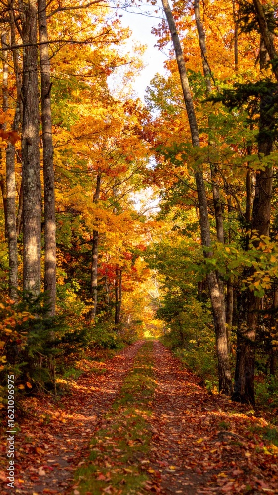 Obraz premium Autumnal Forest Path with Vibrant Leaves and Sunlit Canopy in Warm Tones
