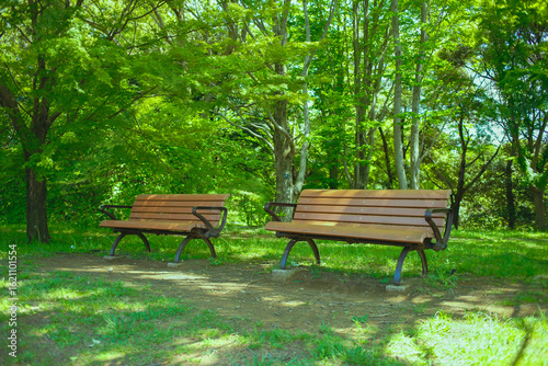 ベンチ　緑の公園
