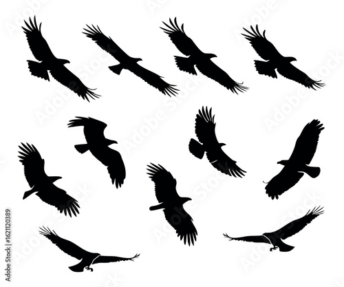 10 Flying Eagle Silhouettes with Unique Wing Positions – Black on White