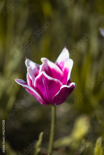 Pink tulip in bloom isolated on a green garden blurry background