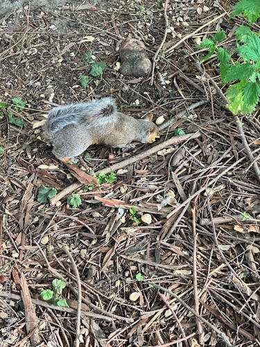 squirrel in the grass