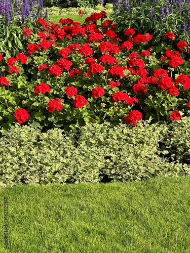 Red and white flowers in the garden