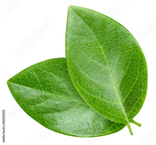 Nut leaf isolated on white background