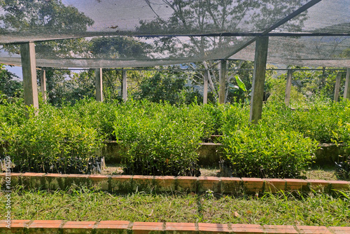 Manufacture of greenhouse for coca leaf seedlings