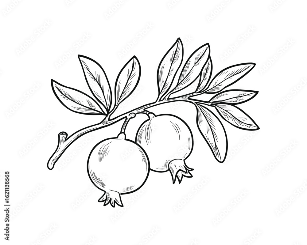 Fototapeta premium Hand drawn pomegranate branch with fruit and leaves botanical illustration