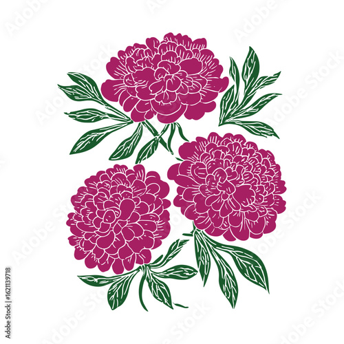 Magenta peonies with green leaves linocut vector