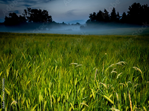 Evening mist is heavy in the fields of the open landscape in southern Sweden