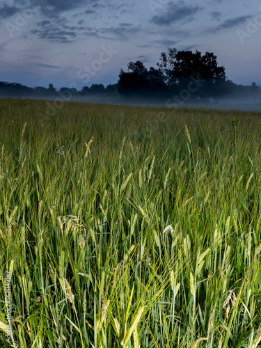 Evening mist is heavy in the fields of the open landscape in southern Sweden