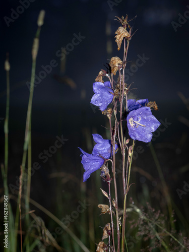 Evening mist is heavy in the fields of the open landscape in southern Sweden