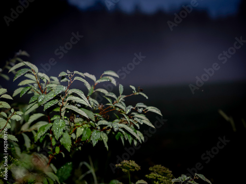 Evening mist is heavy in the fields of the open landscape in southern Sweden