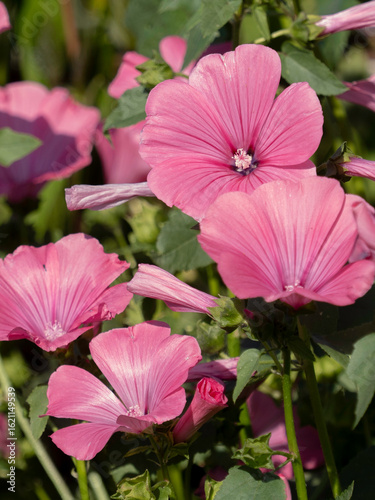 Flower at the island og Oland