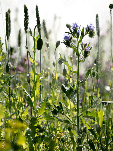 Flowers and water sprey in the island of Oland