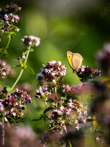 Flowers and butterfly at the island of Oland