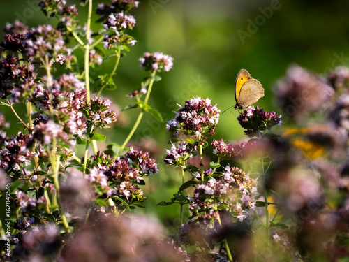 Flowers and butterfly at the island of Oland