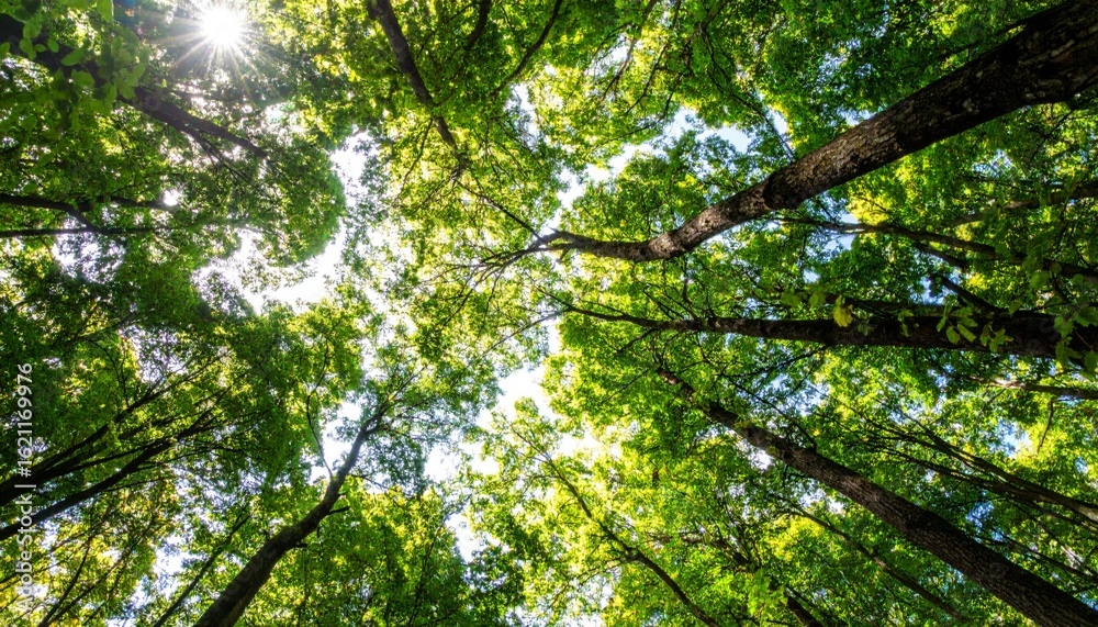 Fototapeta premium Upward View Through Green Forest Canopy with Sun Shining Through Leaves