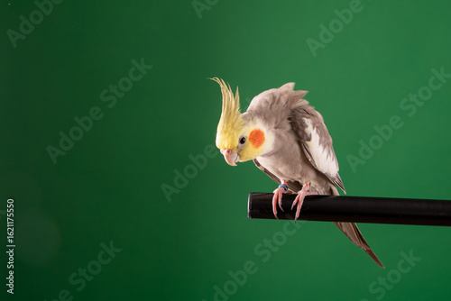 Adorable Cockatiel perched in studio, isolated on Chroma green background
