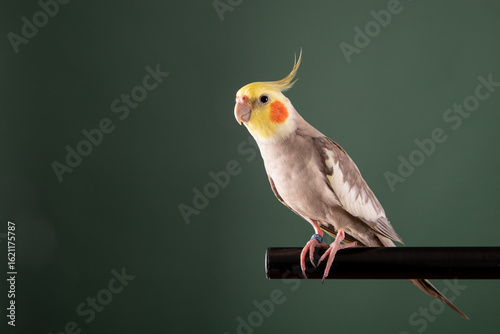 Cockatiel Parrot perched, studio close up, gray green background