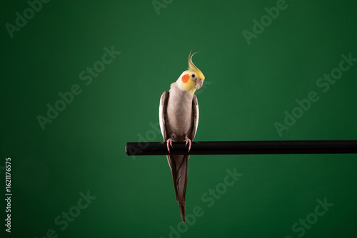 Cockatiel parrot on a branch, isolated on chroma green background