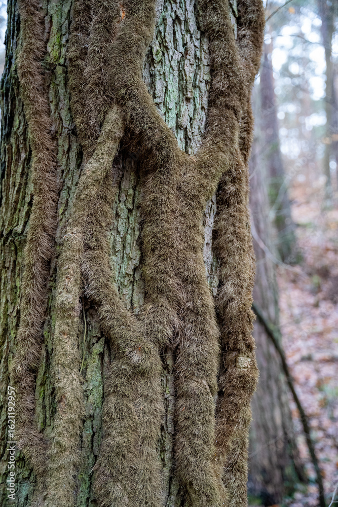 Obraz premium Close-up of a Hairy Brown Vine on a Tree Trunk