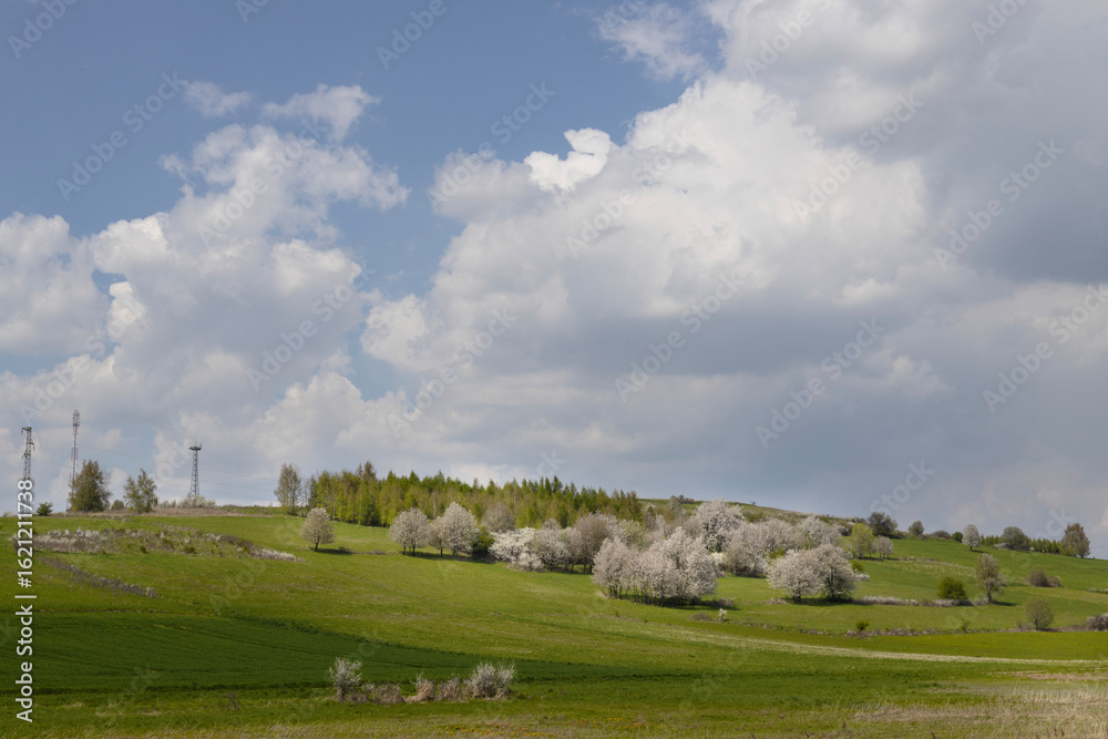 Obraz premium Rural scene of green hill with blossoming trees under cloudy sky
