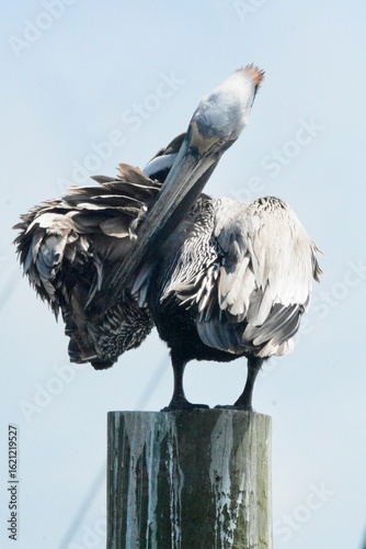Atlantic Seabirds