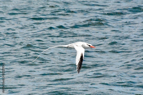 Atlantic Seabirds