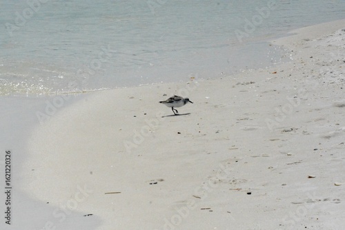 Atlantic Seabirds