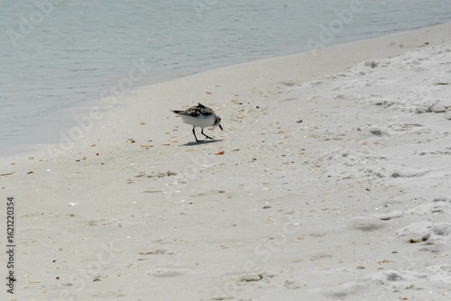 Atlantic Seabirds
