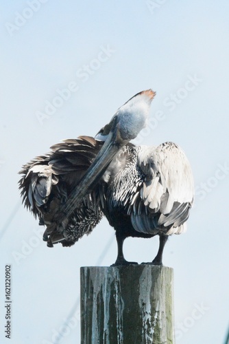 Atlantic Seabirds