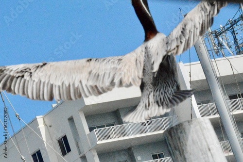 Atlantic Seabirds