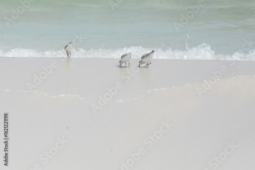 Atlantic Seabirds